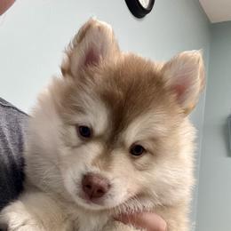 Pomsky Puppies from Blue Sky Pomsky