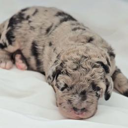 Esther - Merle female Saint Berdoodle puppy in Battle Ground, Washington from Mad Hatter Farms Saint Berdoodles