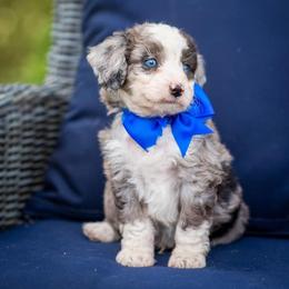 Aussiedoodle, Miniature Australian Shepherd, and Poodle Puppies from Woodwind Miniatures