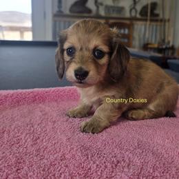 Cream dapple - Cream female Dachshund puppy in Cedar City, Utah from Country Doxies