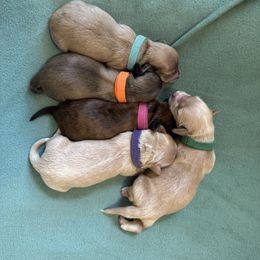Dachshund puppies from Sarah’s Dachshies