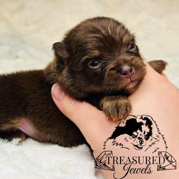 Pomeranian Puppies from Treasured Jewels Pomeranians
