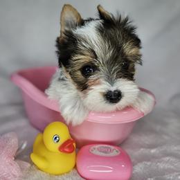 Yorkshire Terrier Puppies from Lady A's Yorkies