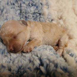Baylee - Cream male Poodle puppy in Blanch, North Carolina from Faithful Hearts Kennel