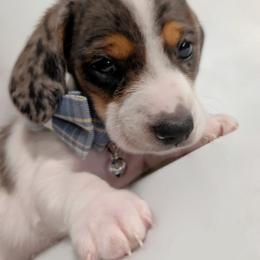 Breezy - Piebald male Dachshund puppy in Deckerville, Michigan from Goldie Girls Ranch Dachshunds