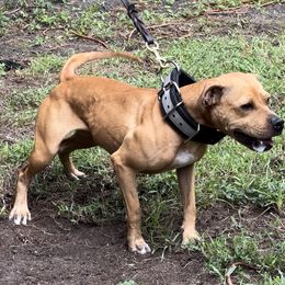 American Pit Bull Terrier All Grown Up from Paradigm Kennels