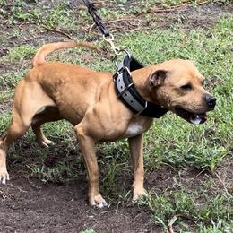 American Pit Bull Terrier All Grown Up from Paradigm Kennels