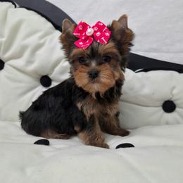 Sophie - Blue and gold female Yorkshire Terrier puppy in Monticello, Iowa from Ashley’s Puppies