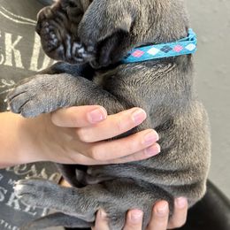 Great Dane Puppies from Blue Thunder Danes