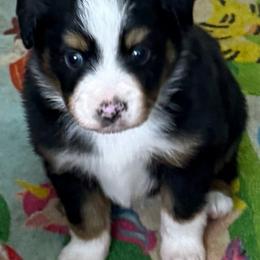 Tibby - Black tri male Toy Australian Shepherd puppy in Arrington, Tennessee from Tumblin T Aussies and Aussiedoodles