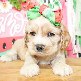Eliza - Buff female Cocker Spaniel puppy in Rattan, Oklahoma from Double M Cocker Spaniels