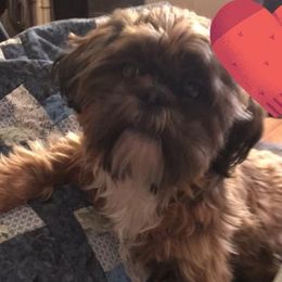 Lou lou - Shih Tzu