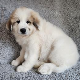 Sasa - White and badger female Great Pyrenees puppy in Monmouth, Maine from Flewelling Great Pyrenees