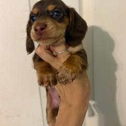 Bet - Chocolate and tan male Dachshund puppy in Conroe, Texas from R&M Dachshunds