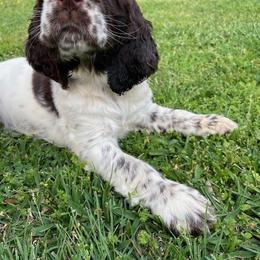 English Springer Spaniel Puppies from Sara's English Springer Spaniels
