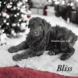Schnoodle Puppies from Gunnie Luv, LLC