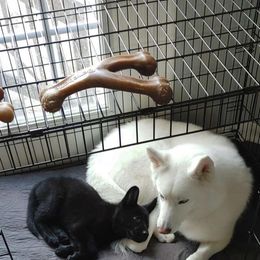 German Shepherd Puppies from Czech Haven GSD Kennel