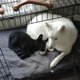 German Shepherd Puppies from Czech Haven GSD Kennel