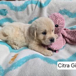 Citra Girl 1 - Light golden female Golden Retriever puppy in Niles, Michigan from Composer Goldens
