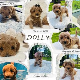 Cavapoo, Cockapoo, Goldendoodle, and Maltipoo Puppies from Perdue Puppies