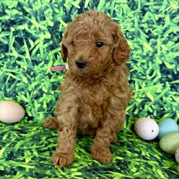 Rose Collar girl - Apricot female Goldendoodle puppy in Charlestown, Indiana from Mini Goldendoodle Paws 🐾