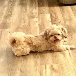 Shih Tzu puppies from Wilson Kennel