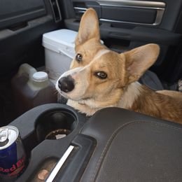 Dixie - Pembroke Welsh Corgi