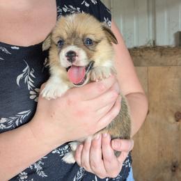 Girl 3 - Red female Pembroke Welsh Corgi puppy in Edinburgh, Indiana from J Bar M Corgis