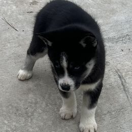 Zena - Black and white female Siberian Husky puppy in Summerville, South Carolina from Carolina Husky Lodge