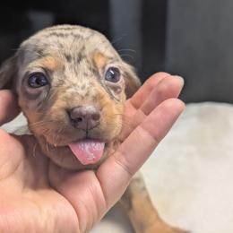 Turbo - Dapple male Dachshund puppy in Waddell, Arizona from The Bearded Companions