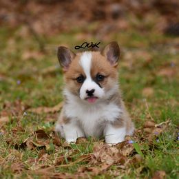 French Bulldog and Pembroke Welsh Corgi Puppies from Little Women's Frenchies & Corgis