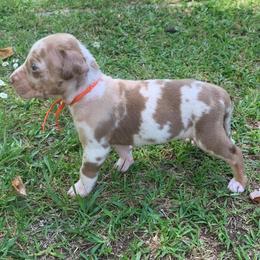 Orange collar female - Red merle female Catahoula Leopard Dog puppy in Gadsden, Alabama from Rich Cat’s