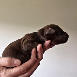 Black Collar - Chocolate male Australian Labradoodle puppy in Decatur, Alabama from Southern Meadows Doodles