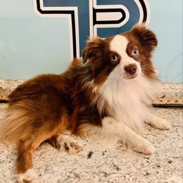 Ranger - Toy Australian Shepherd