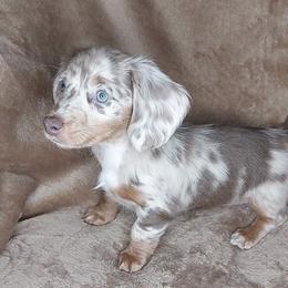 FAYE - ISABELLA DAPPLE - Dapple female Dachshund puppy in Swink, Oklahoma from Palali Farm