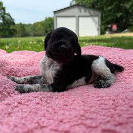 Jed - Liver and white male German Shorthaired Pointer puppy in Axton, Virginia from Red Clay Kennels