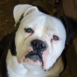 Alapaha Blue Blood Bulldog All Grown Up from Rebel Soul Kennel