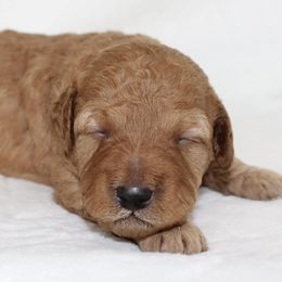Goldendoodles from Bailey's Desert Mini Doodle