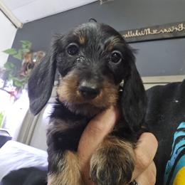 Black and Tan Standard Wire female - Black and tan female Dachshund puppy in Cheney, Washington from Nouvelle Standard Dachshunds