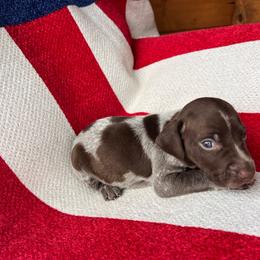 Rushmore - Liver roan male German Shorthaired Pointer puppy in Dugspur, Virginia from Pilgrims Trails Shorthairs