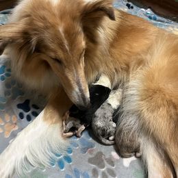 Collie puppies from Cranford Collies