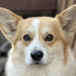 Pembroke Welsh Corgis from Burnside pembroke welsh corgis