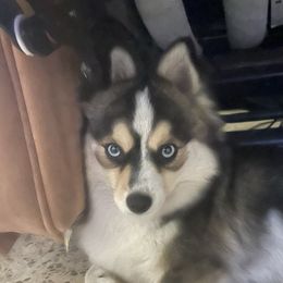 Echo - Pomsky