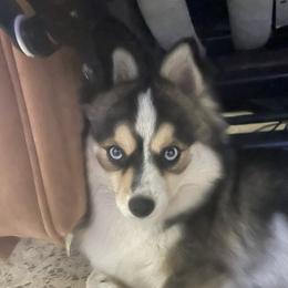 Echo - Pomsky