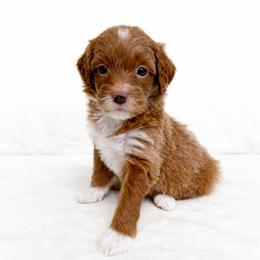 Luna - Red  female Goldendoodle puppy in Springfield, Ohio from Dawson's Royal Companions
