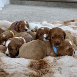 Cavapoo puppies from FreckledCowgirlCorgis