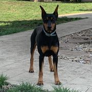 Leon - German Pinscher