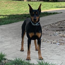 Leon - German Pinscher
