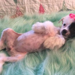 Chinese Crested Puppies from Piccadilly Pups