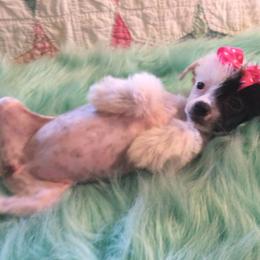 Chinese Crested Puppies from Piccadilly Pups